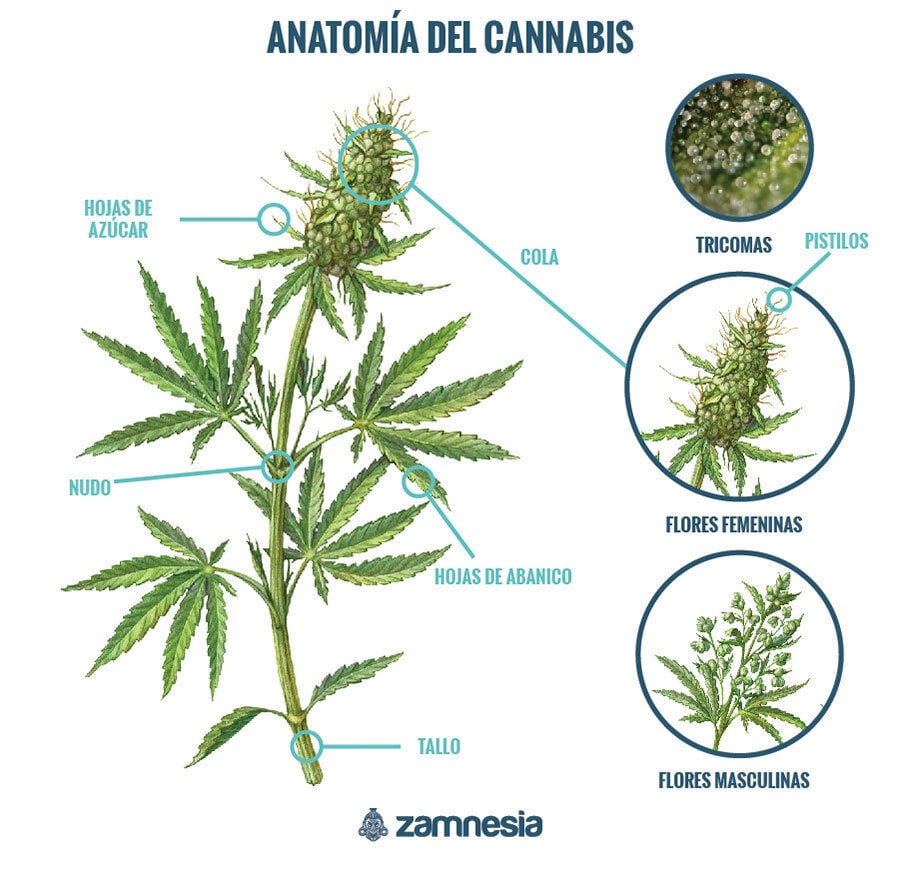 Anatomía De La Marihuana: Conoce La Planta De Cannabis - Cómo Cultivar ...